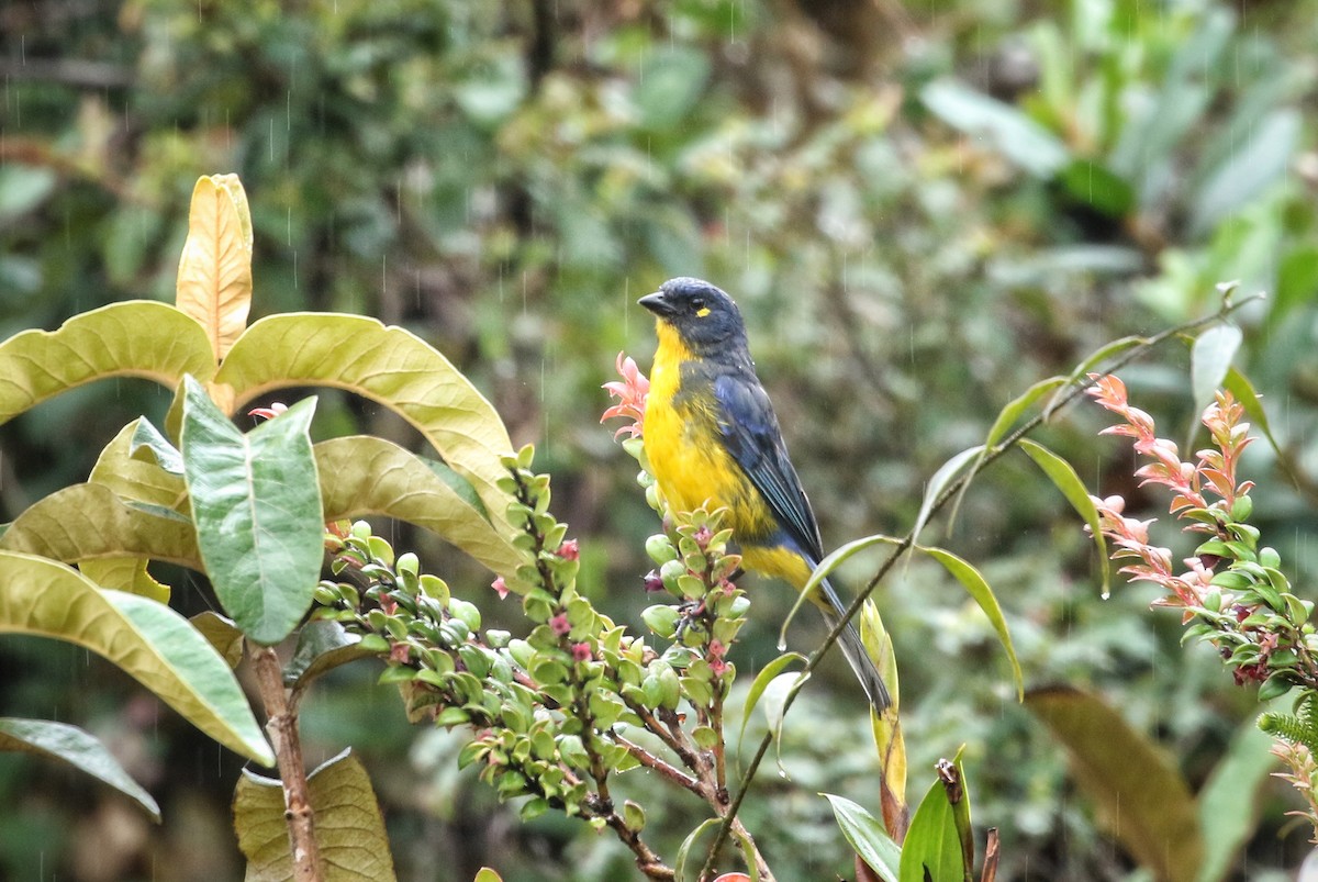 キボシヤマフウキンチョウ - ML646530788