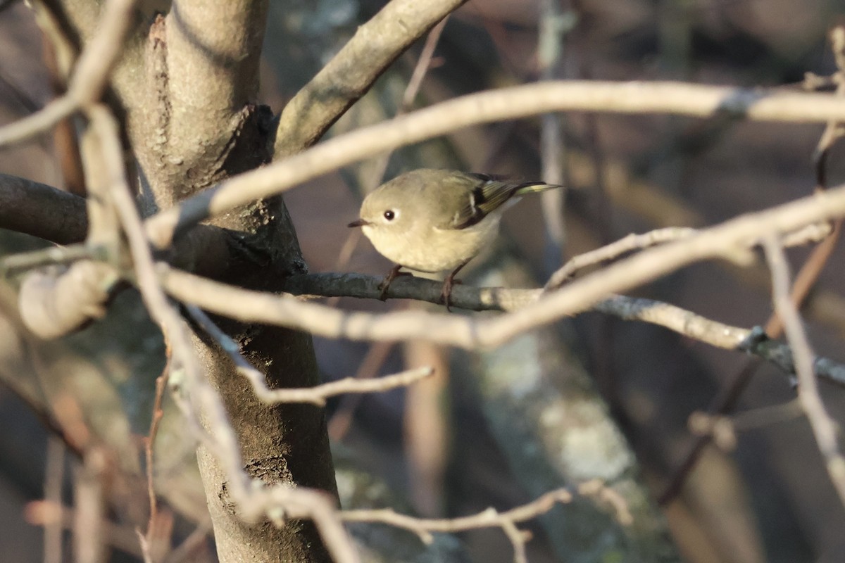 Ruby-crowned Kinglet - ML646530789