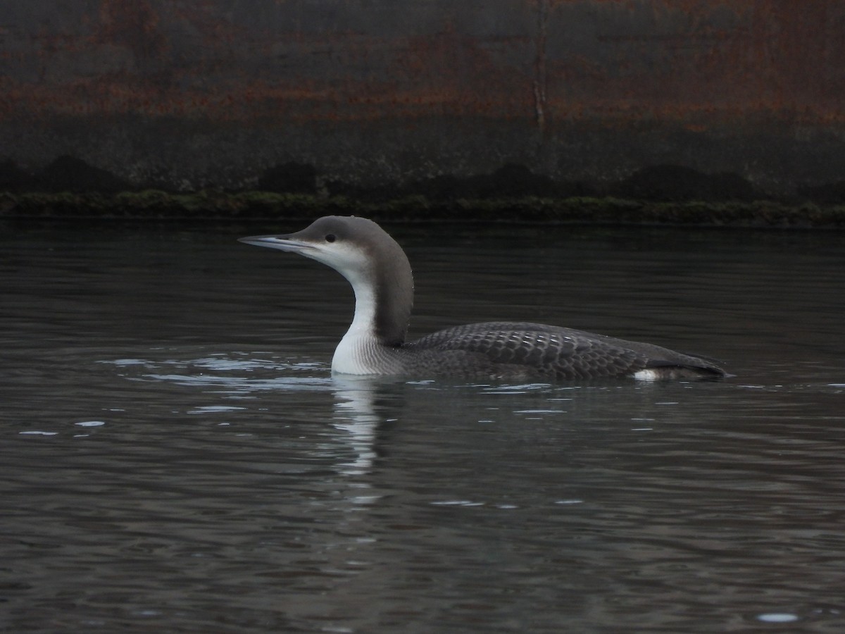 Arctic Loon - ML646530794