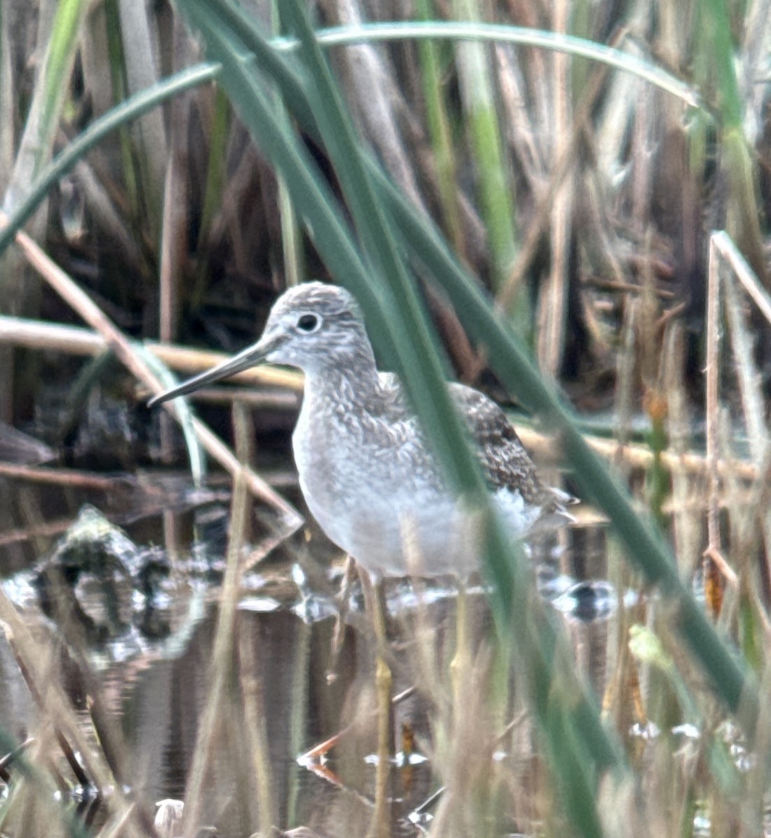 Greater Yellowlegs - ML646530797