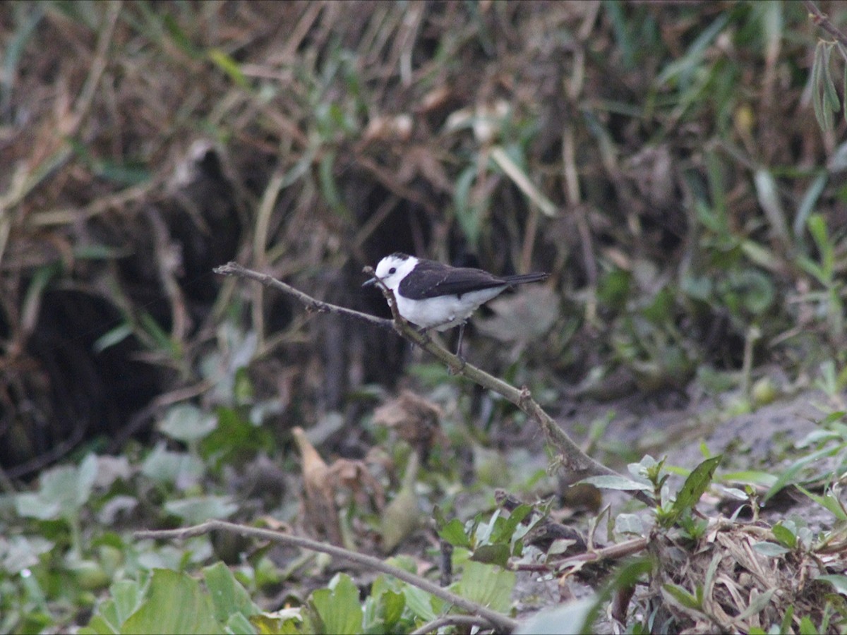 Black-backed Water-Tyrant - ML646530798
