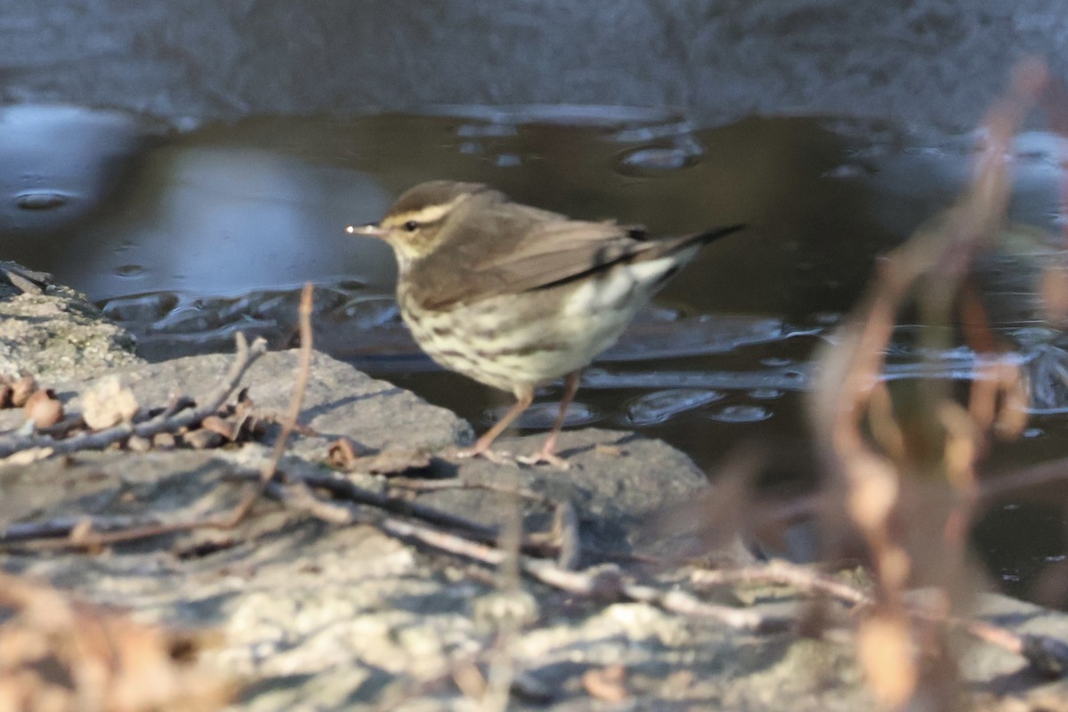 Northern Waterthrush - ML646530801