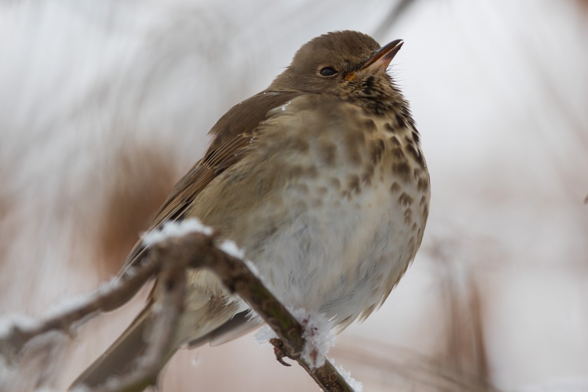 Einsiedler-Musendrossel - ML646530807