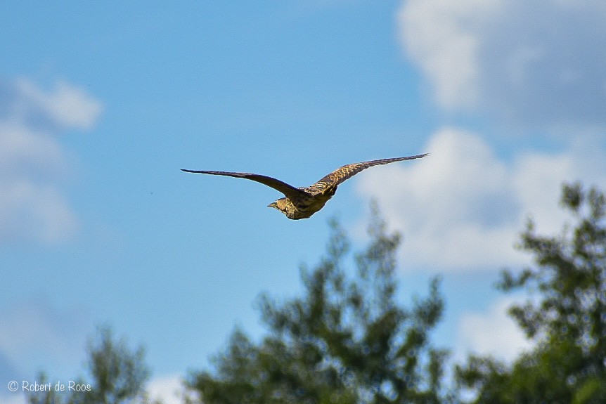 Усны бух шувуу - ML646530820