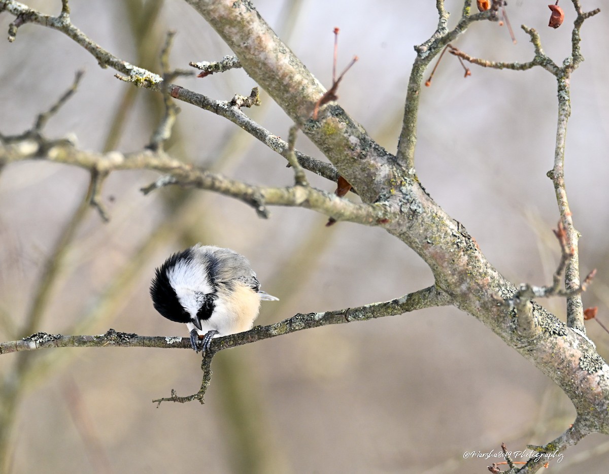 Black-capped Chickadee - ML646530821