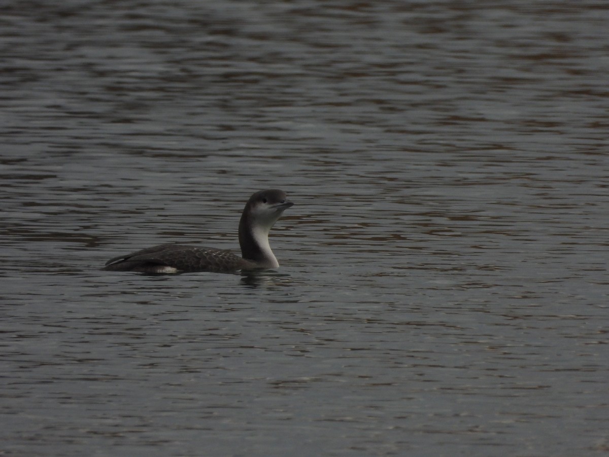 Arctic Loon - ML646530828