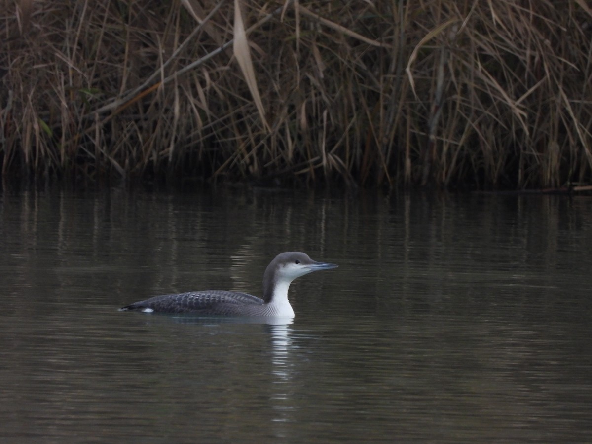 Arctic Loon - ML646530829