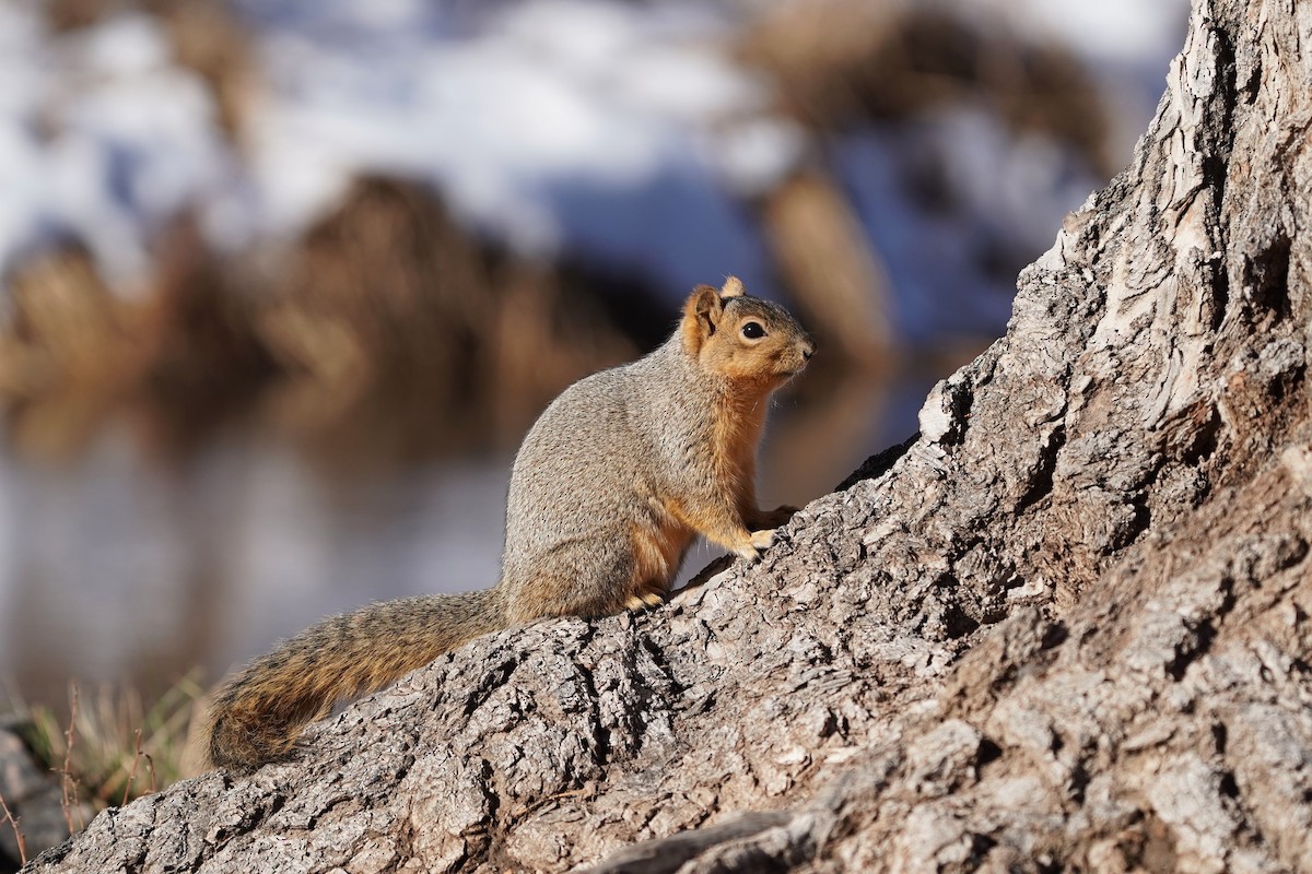 Squirrels - ML646530830