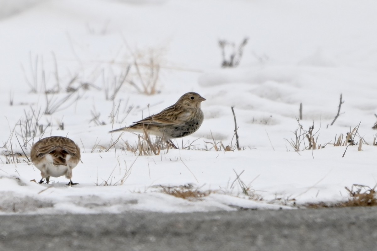 Chestnut-collared Longspur - ML646530831
