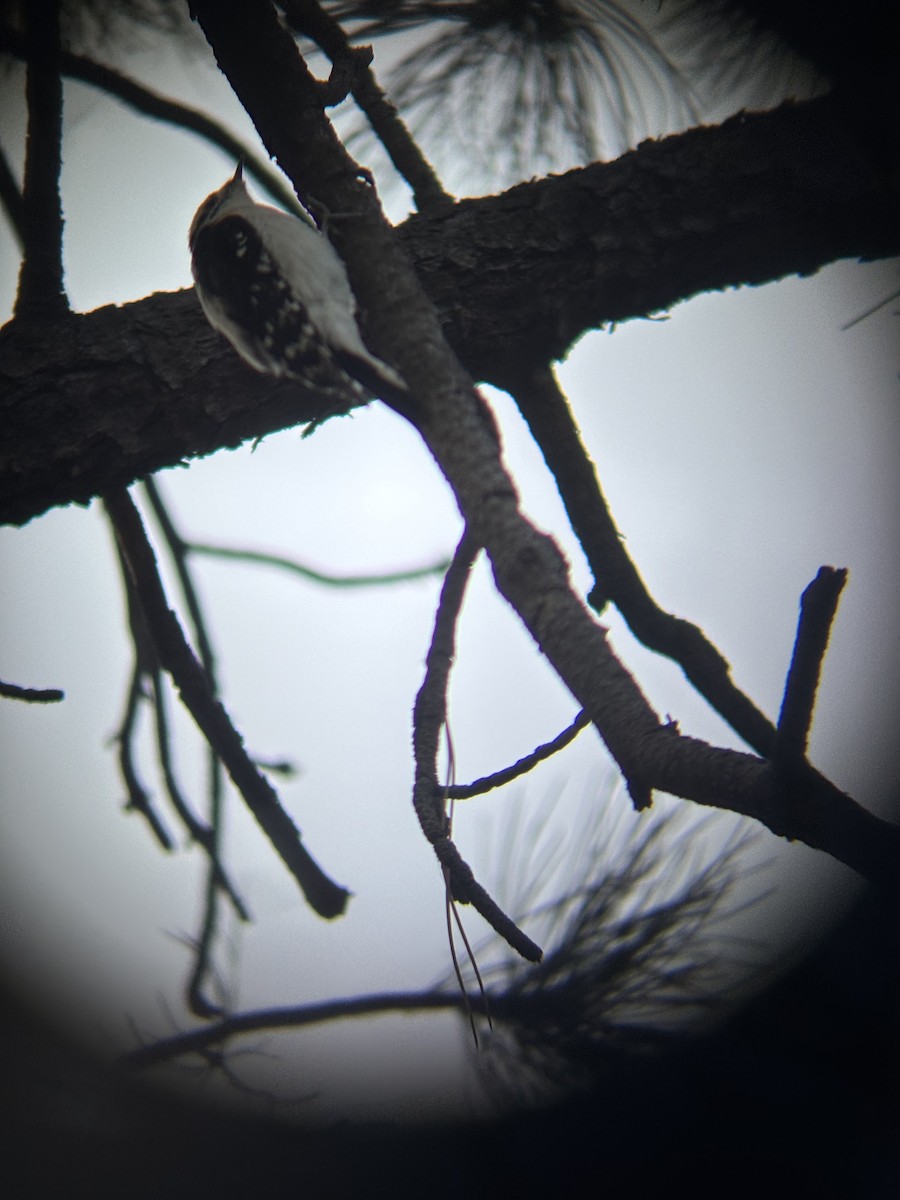 Downy Woodpecker - ML646530833