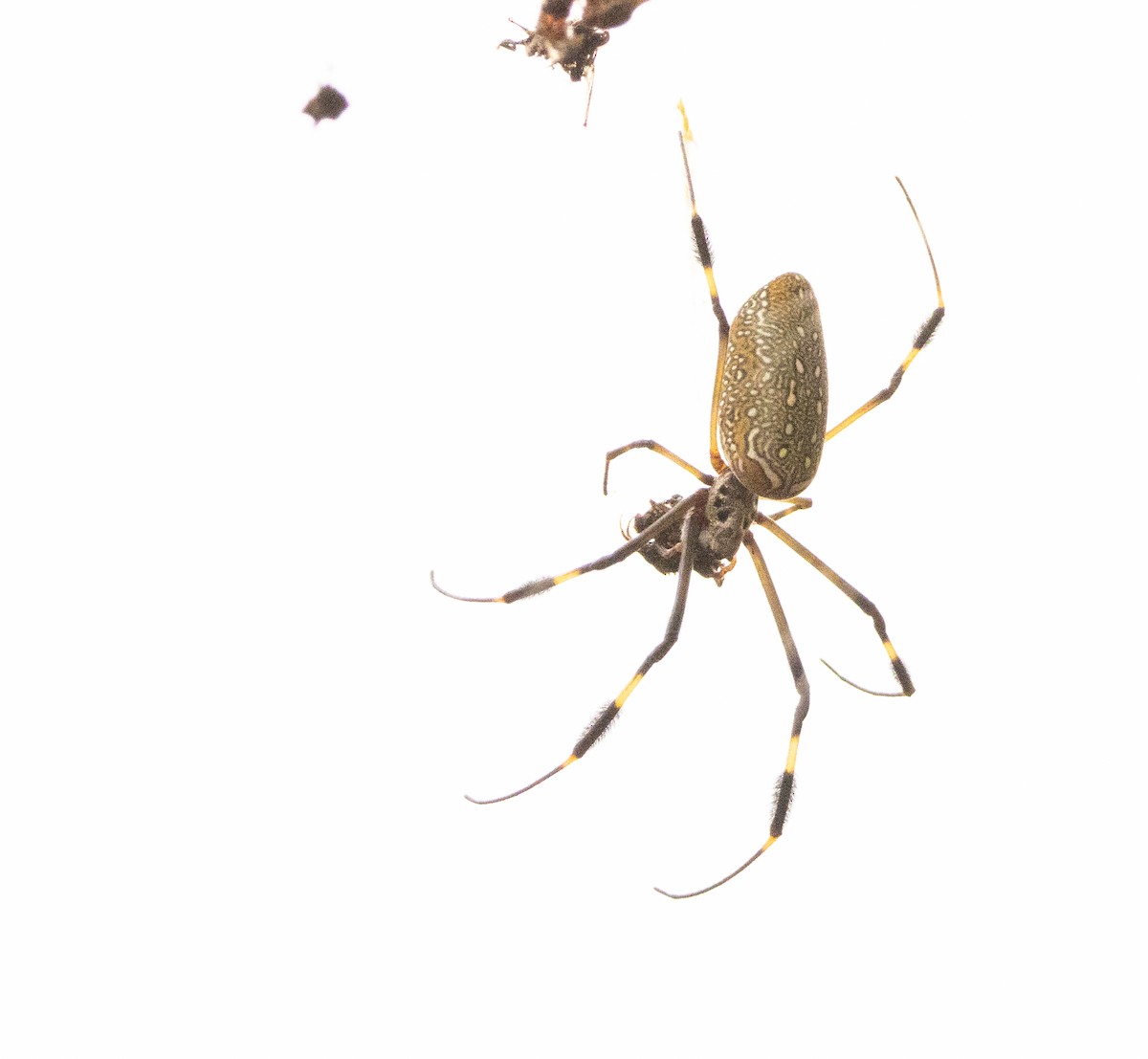 Golden Silk Spider - ML646530837