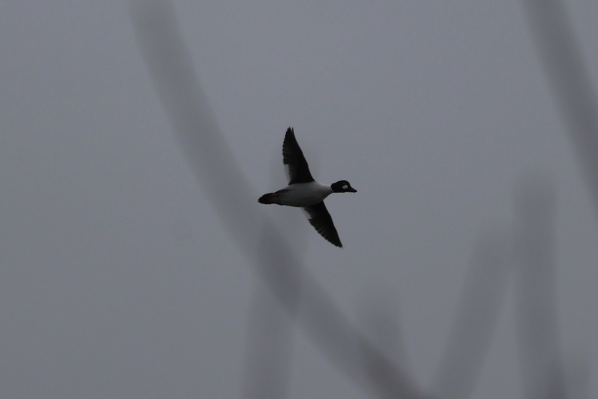 Common Goldeneye - ML646530838