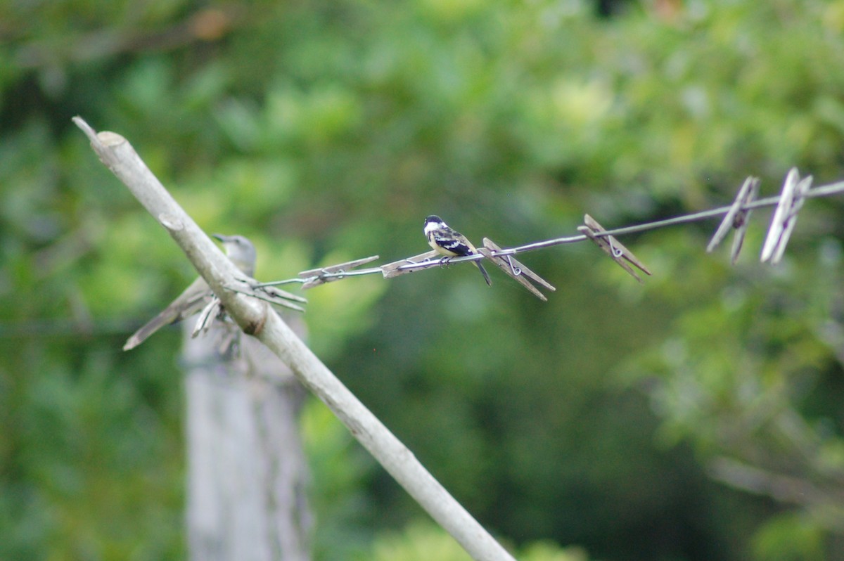 Morelet's Seedeater - ML646530842