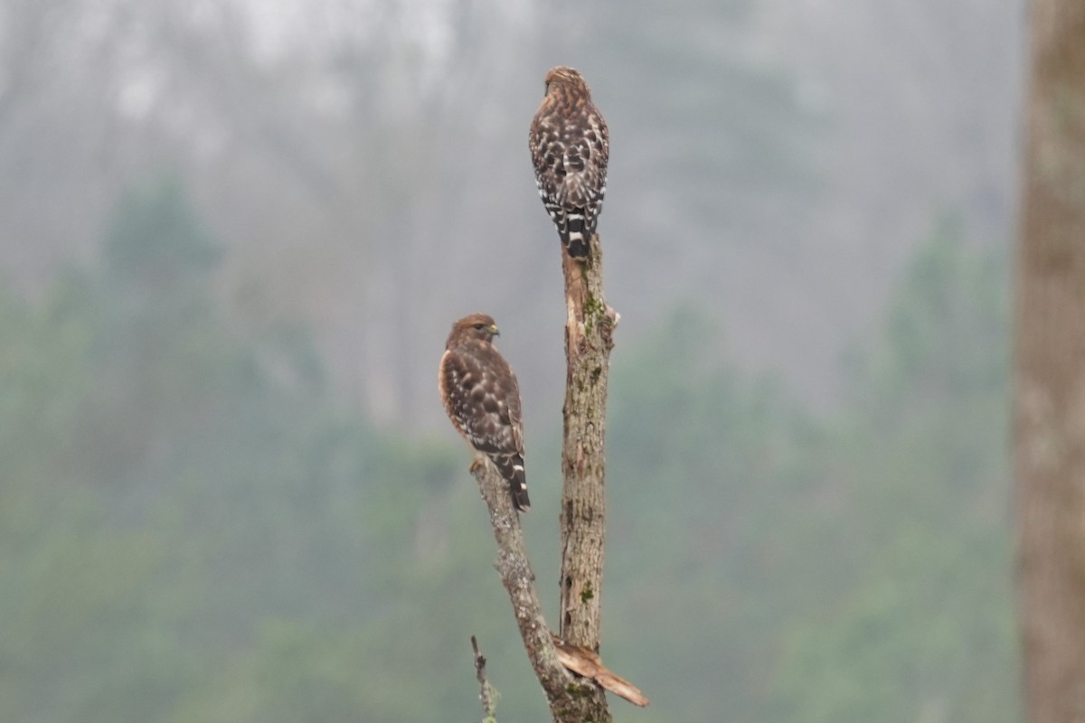 Red-shouldered Hawk - ML646530848