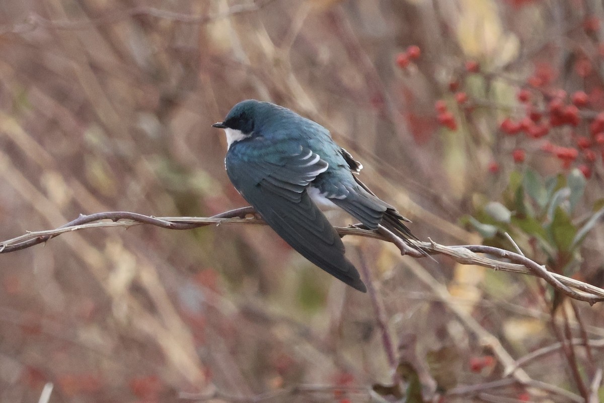 Tree Swallow - ML646530853