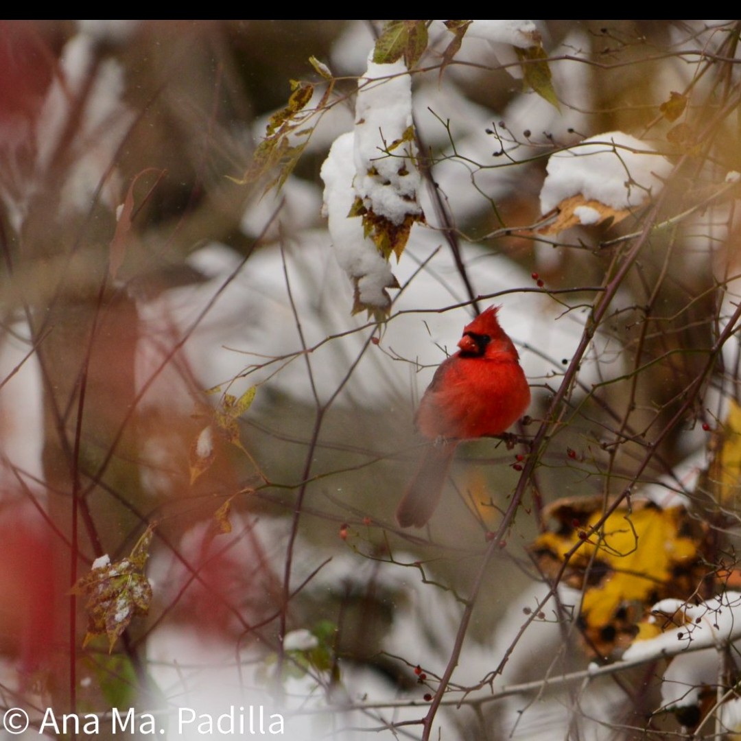 Northern Cardinal - ML646530856