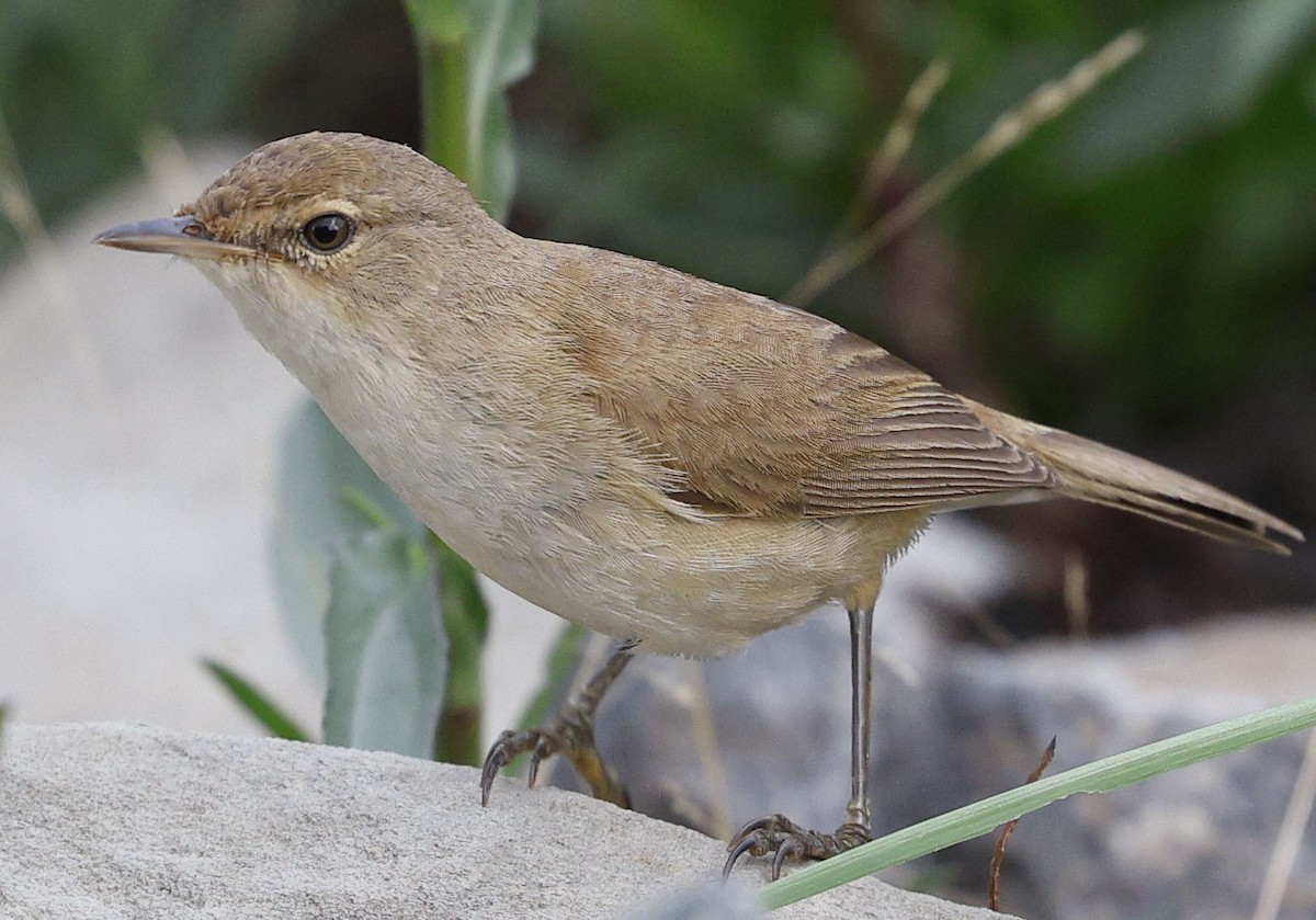 Common Reed Warbler (African) - ML646530857