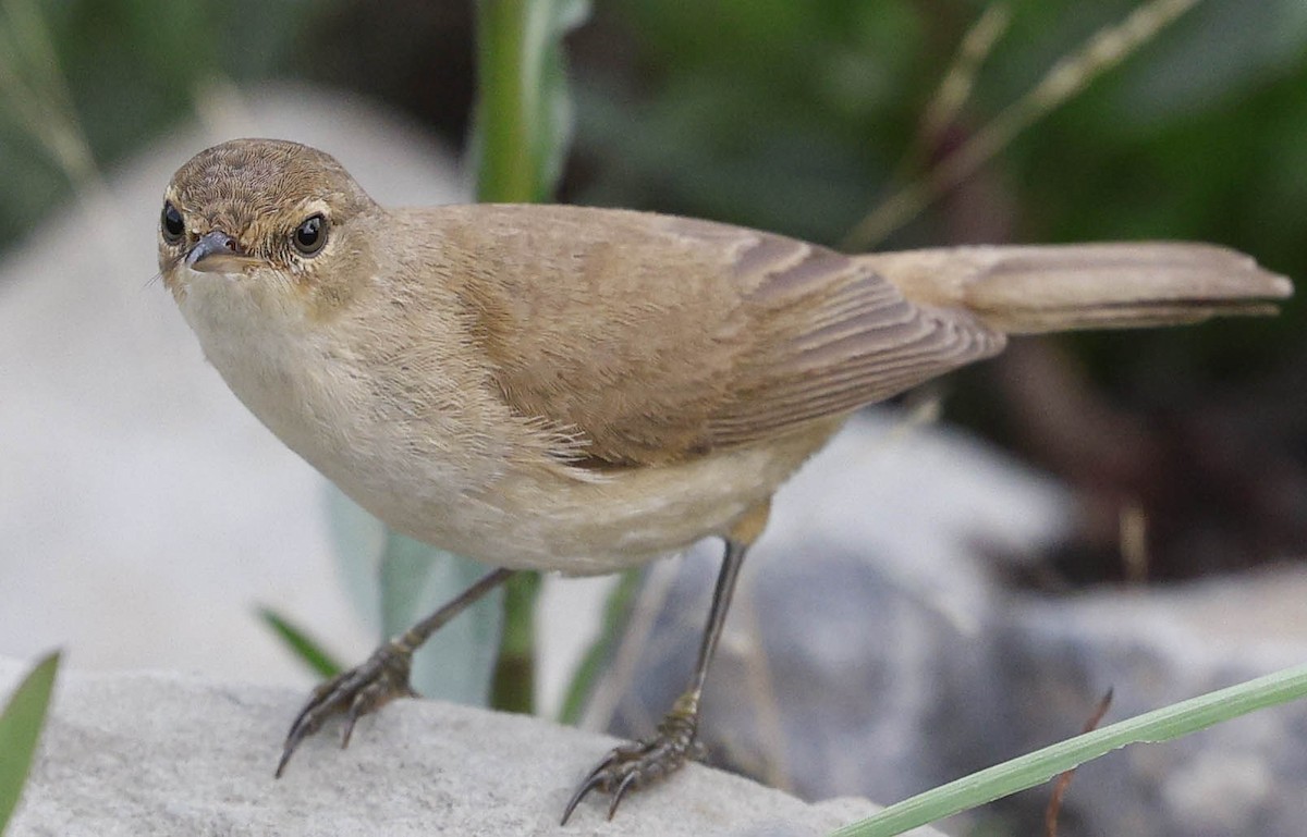 Common Reed Warbler (African) - ML646530858