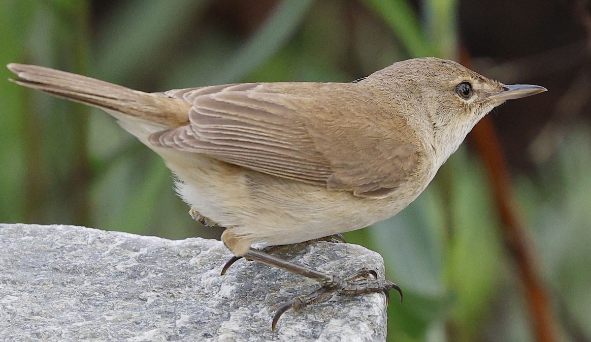 Common Reed Warbler (African) - ML646530859