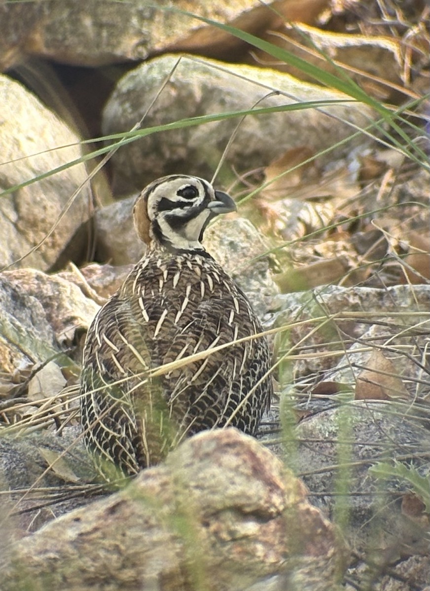 Перепелиця-клоун мексиканська - ML646530860