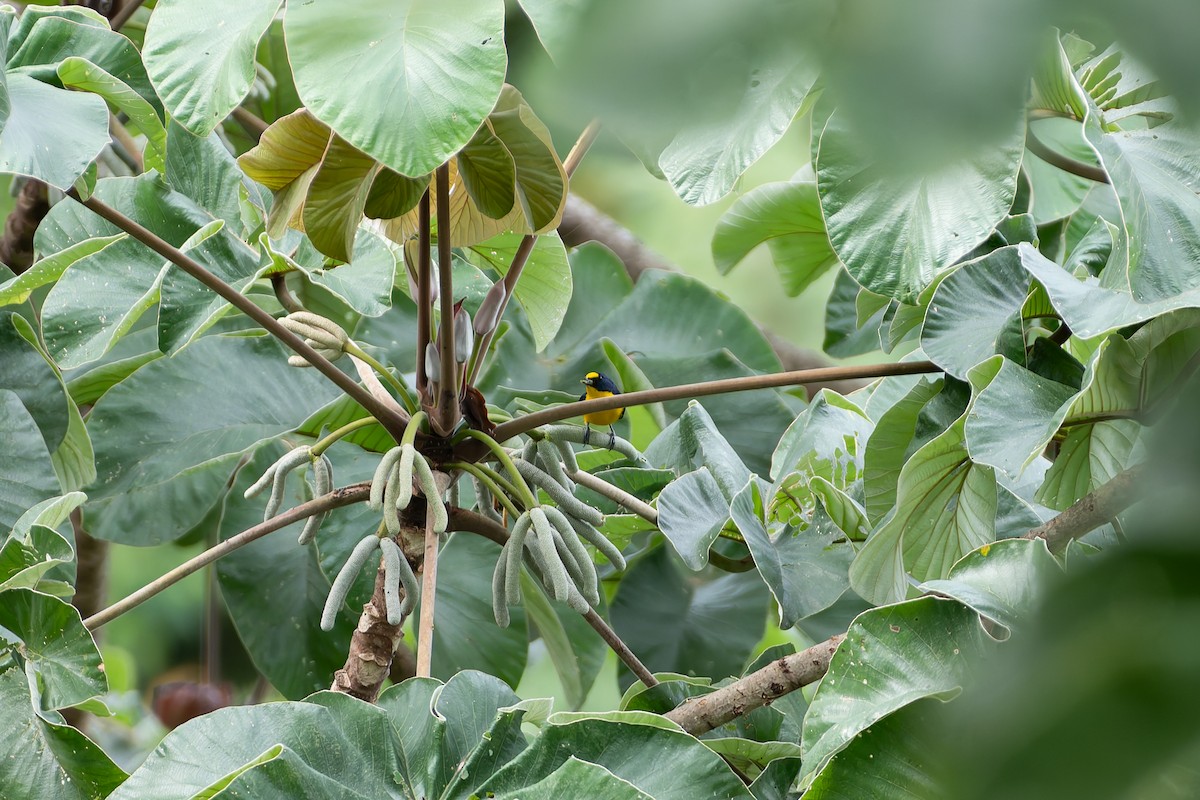 Yellow-throated Euphonia - ML646530862
