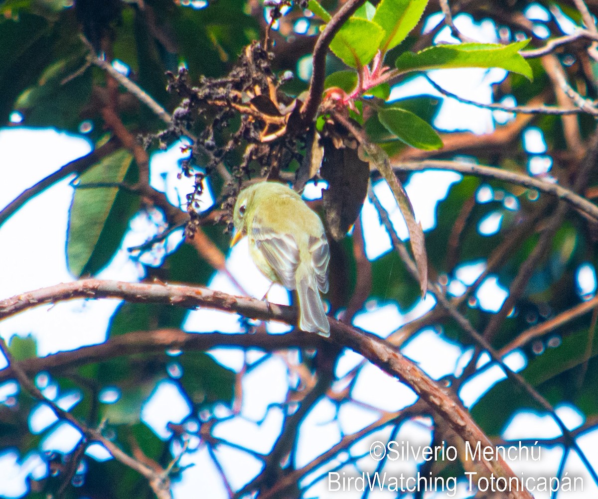 Pine Flycatcher - ML646530864