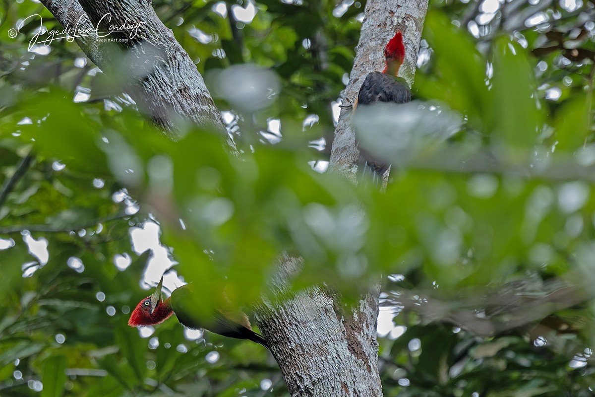 Red-necked Woodpecker - ML646530865