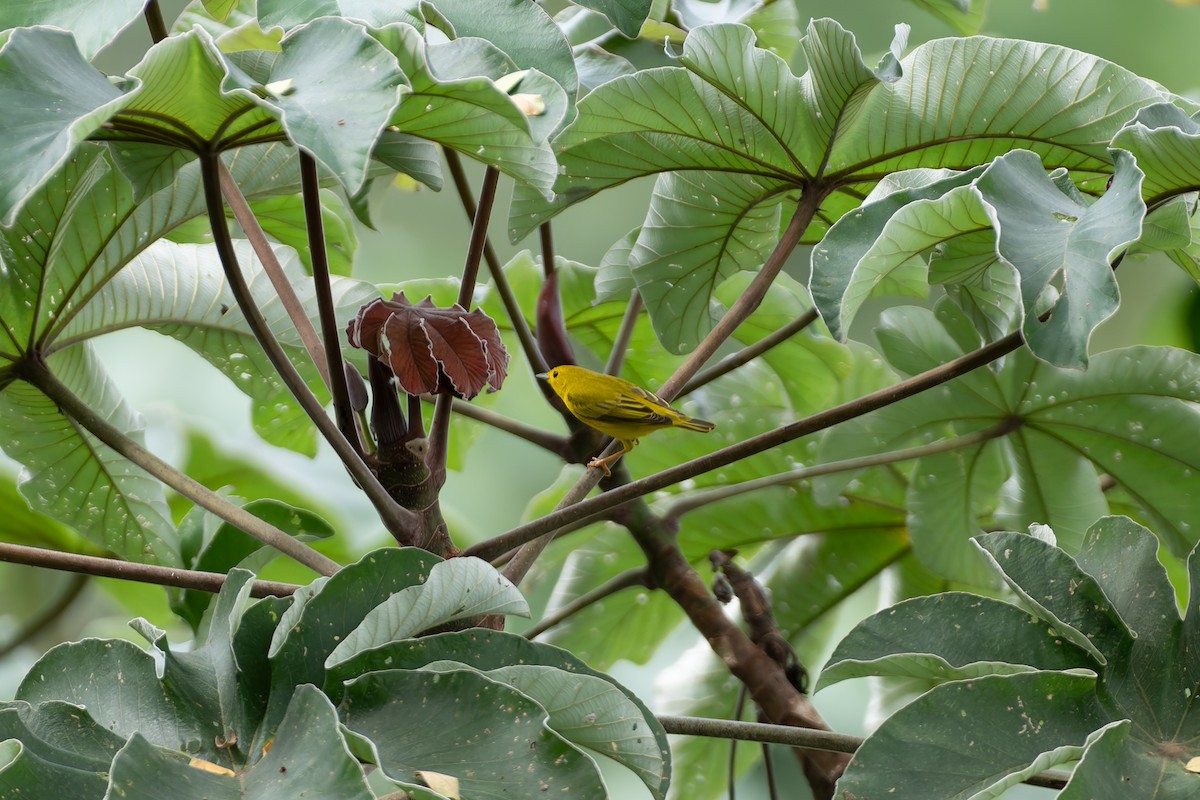 Northern Yellow Warbler - ML646530866