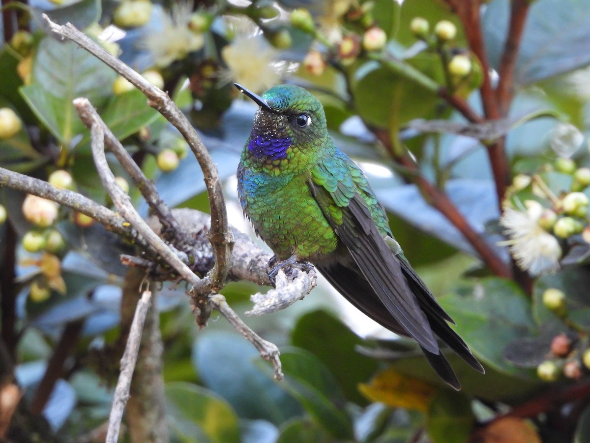 Purple-throated Sunangel - ML646530867