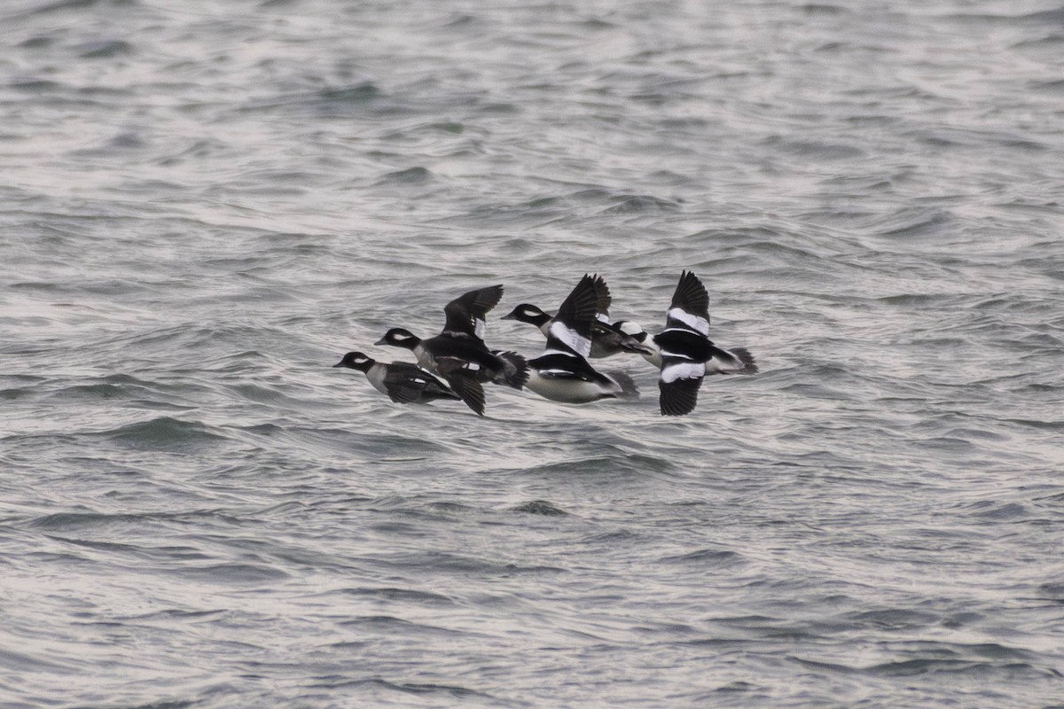 Bufflehead - ML646530868