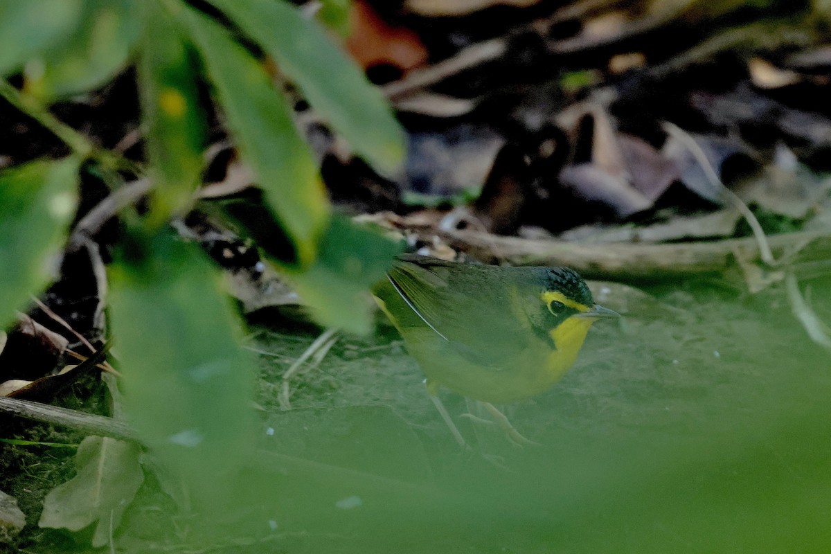 Reinita de Kentucky - ML646530869