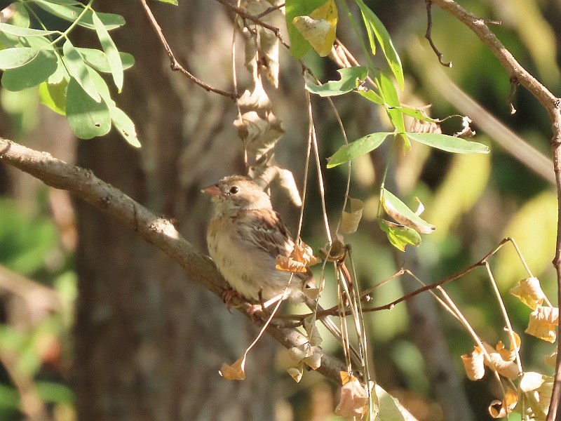 Field Sparrow - ML646530870