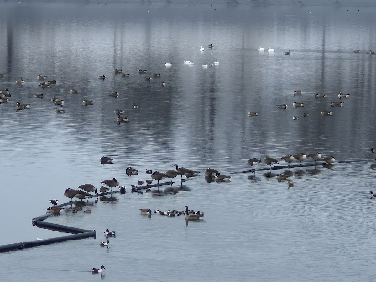 Northern Shoveler - ML646530871