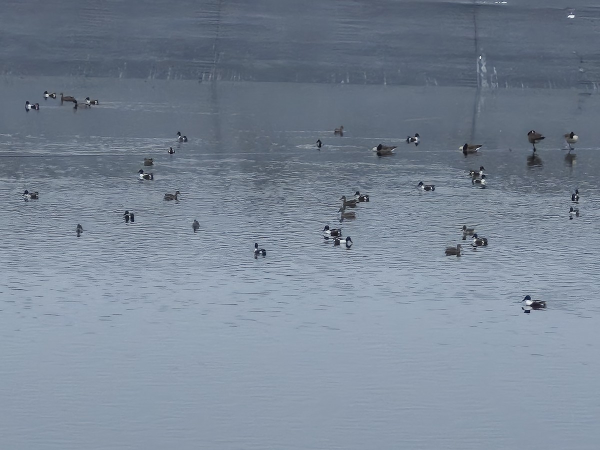 Northern Shoveler - ML646530872