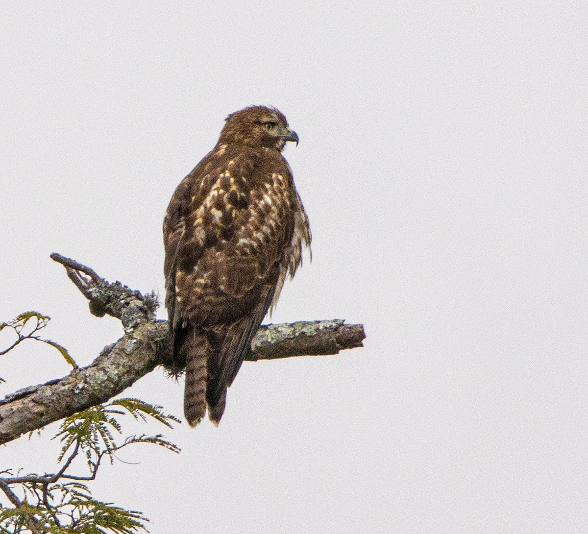 Red-tailed Hawk - ML646530873