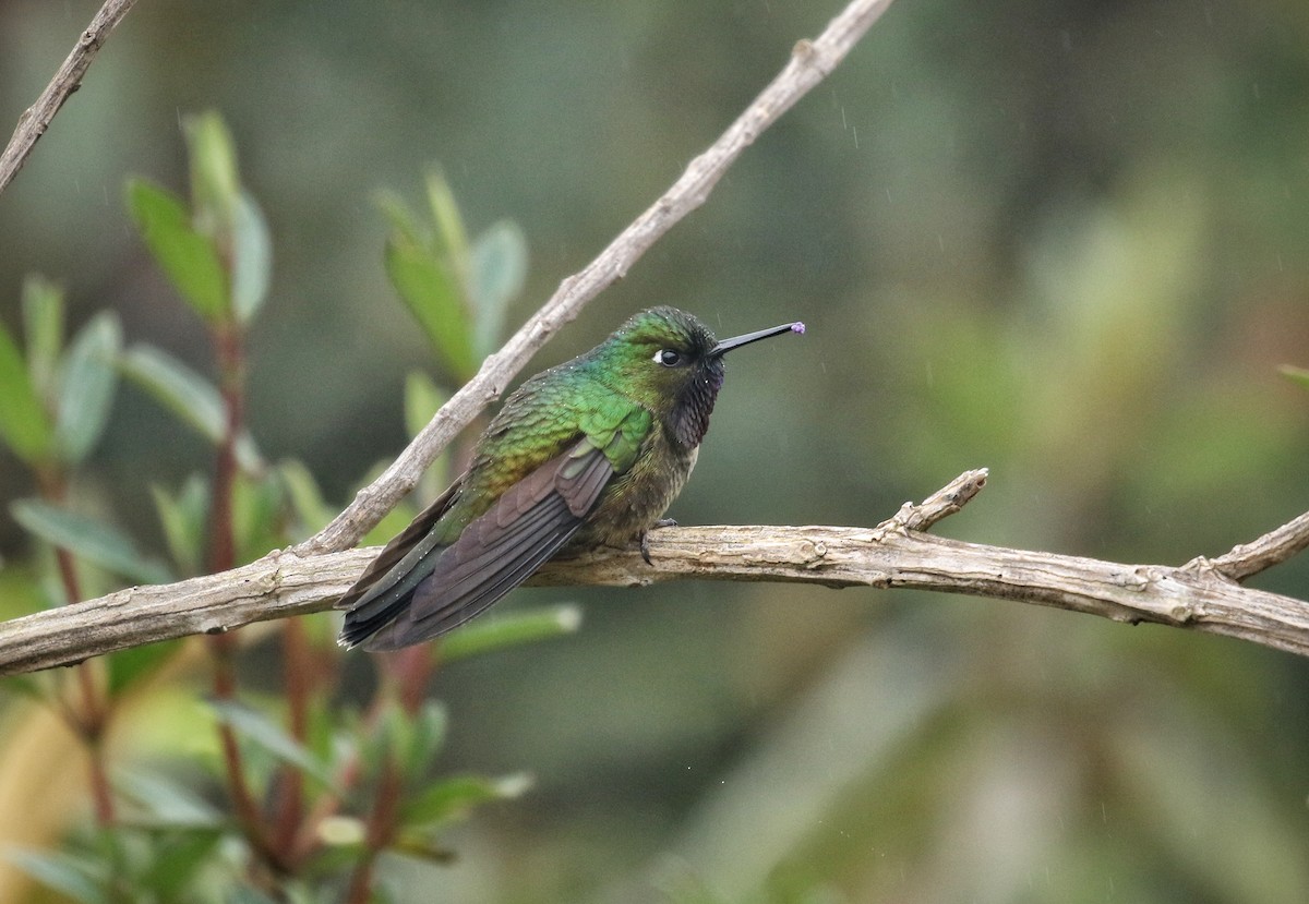 Amethyst-throated Sunangel - ML646530874