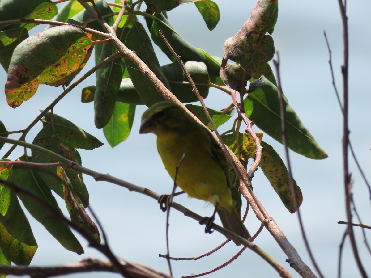 Brimstone Canary - ML646530876