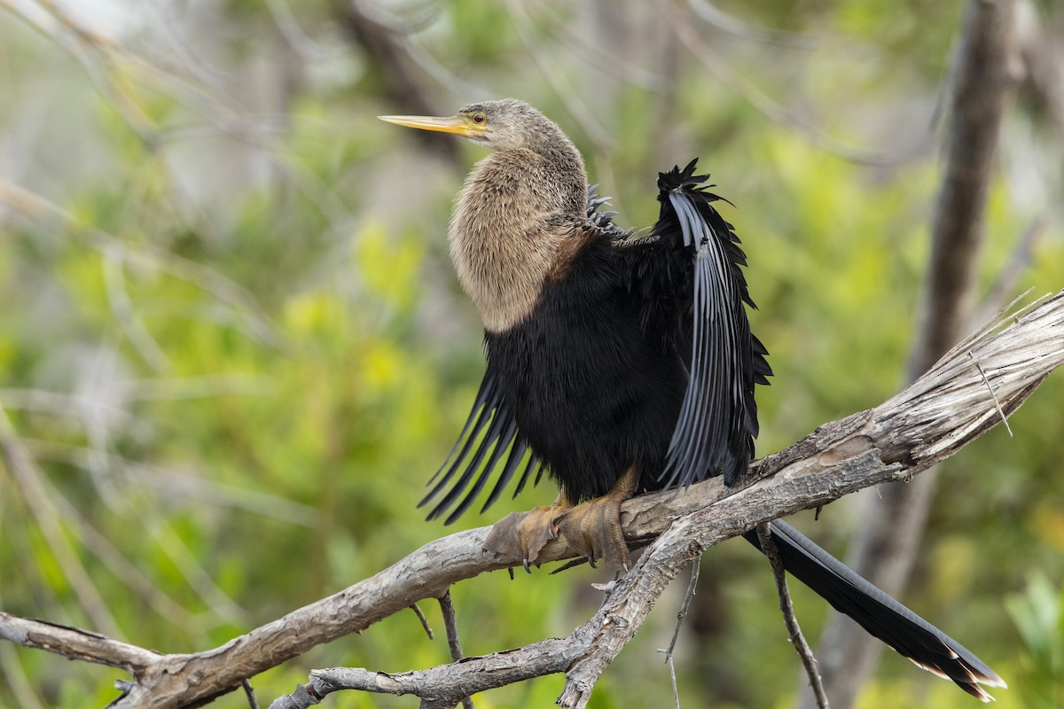 アメリカヘビウ - ML646530881