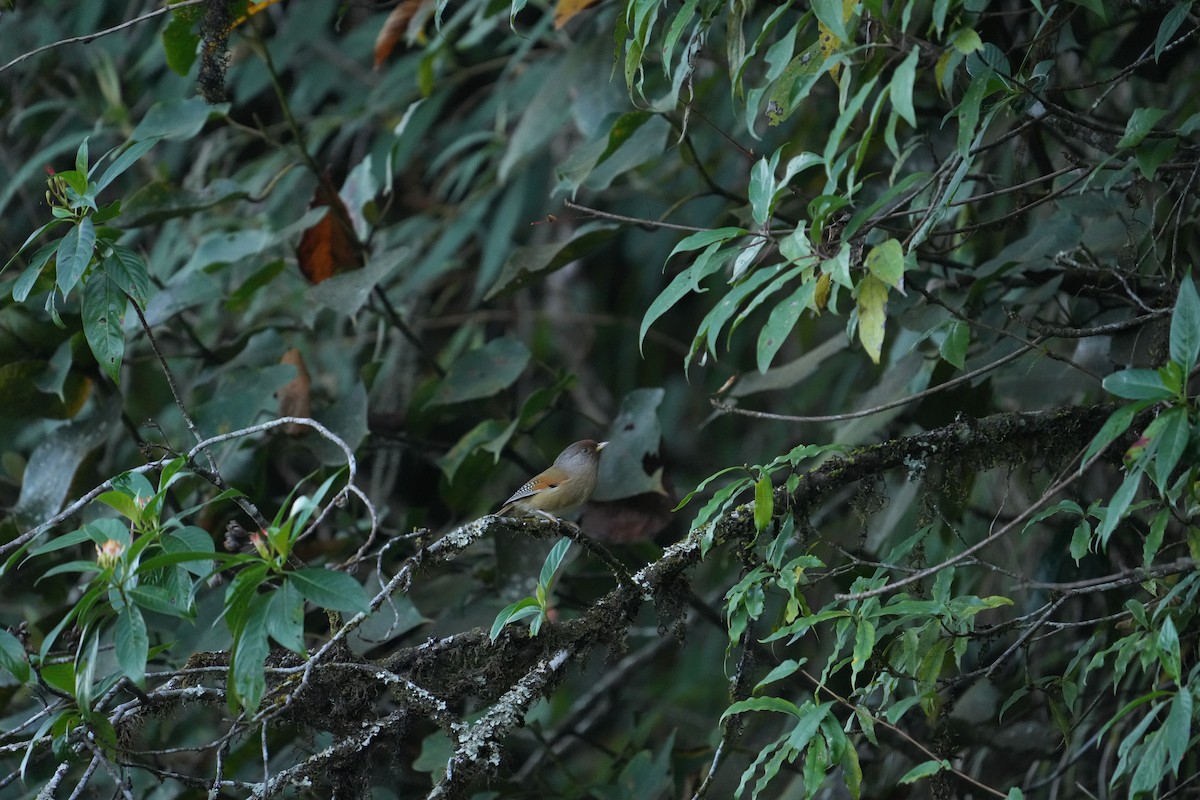 Rusty-fronted Barwing - ML646530884