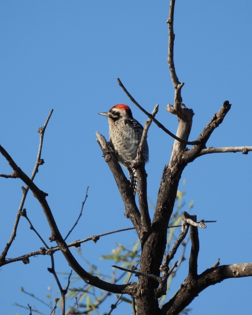 Ladder-backed Woodpecker - ML646530885
