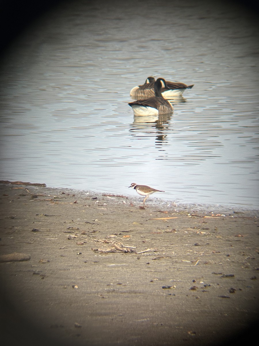 Killdeer - ML646530886