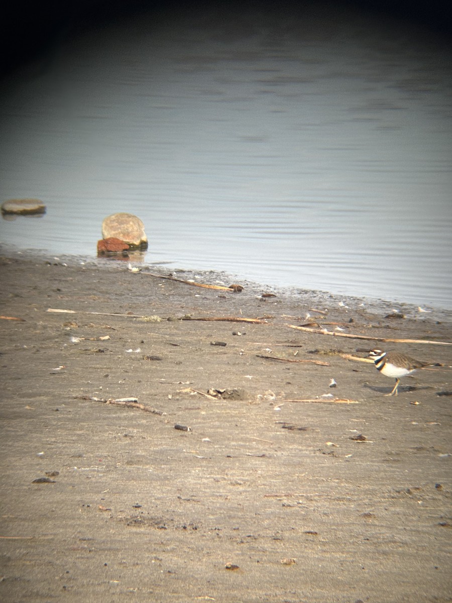 Killdeer - ML646530887