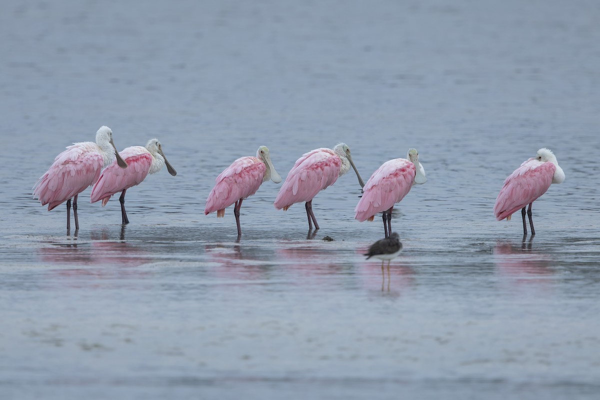 ベニヘラサギ - ML646530889