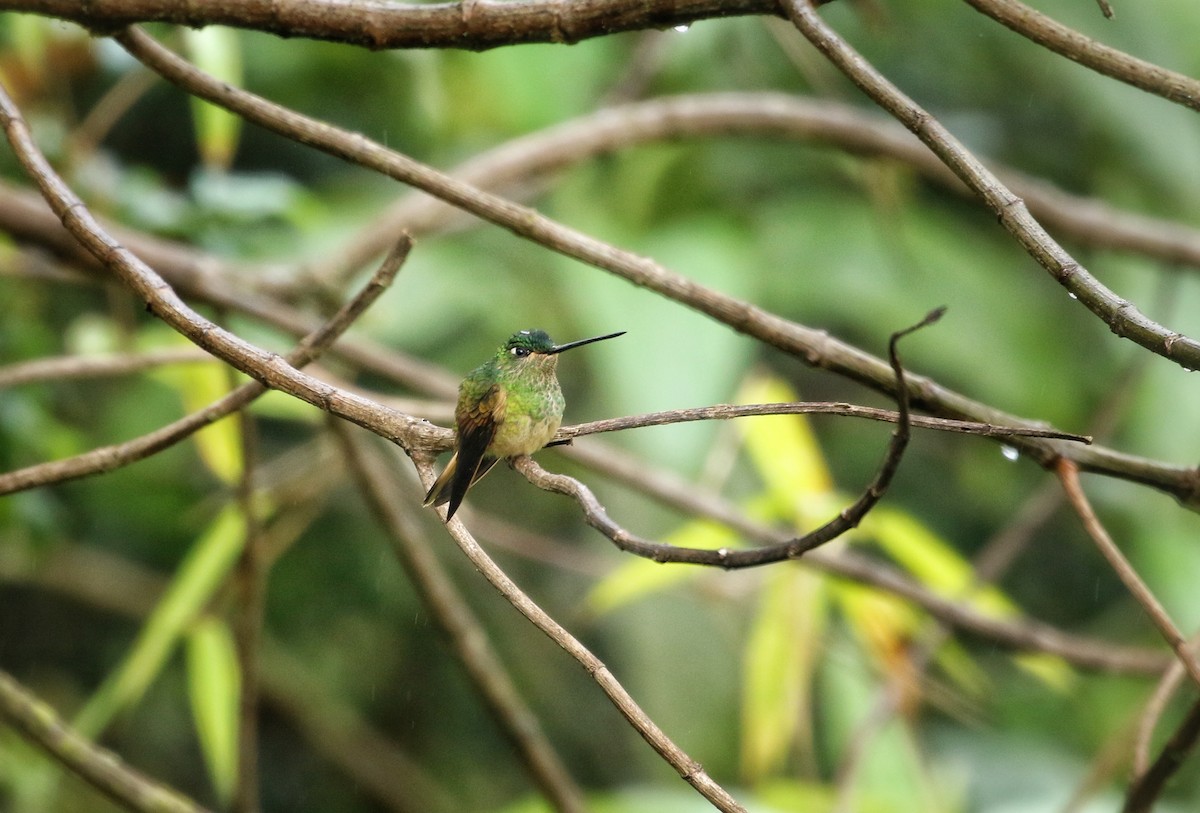 Фиолетовогорлый инка - ML646530891