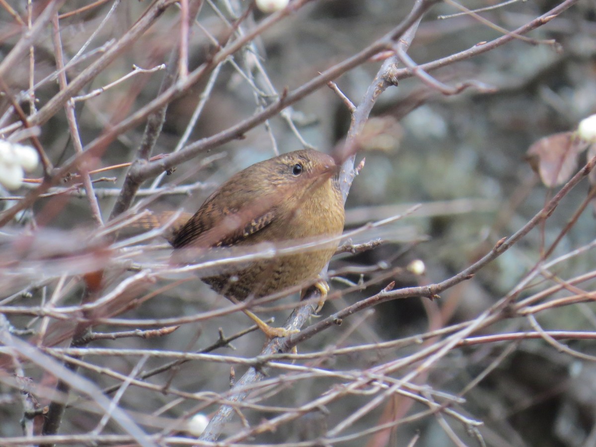 Pacific Wren - ML646530899