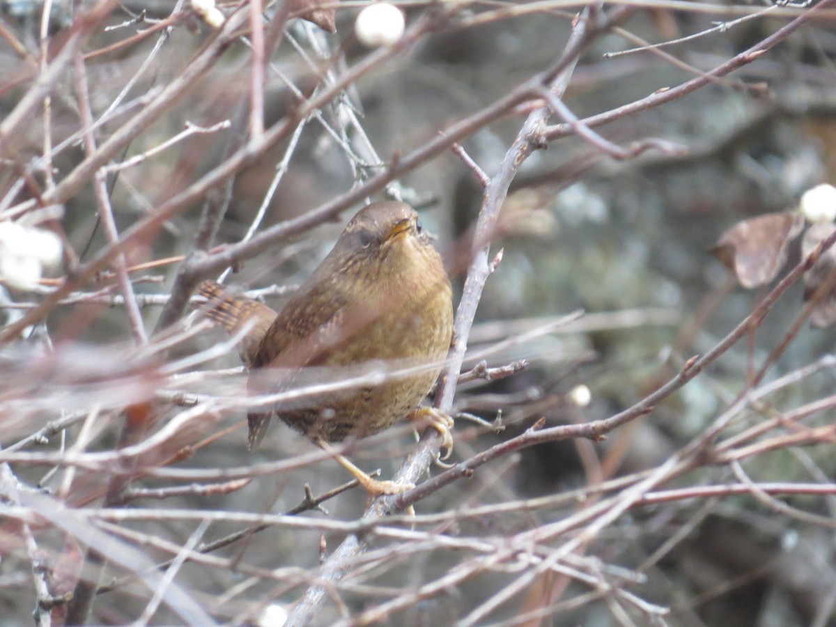 Pacific Wren - ML646530900