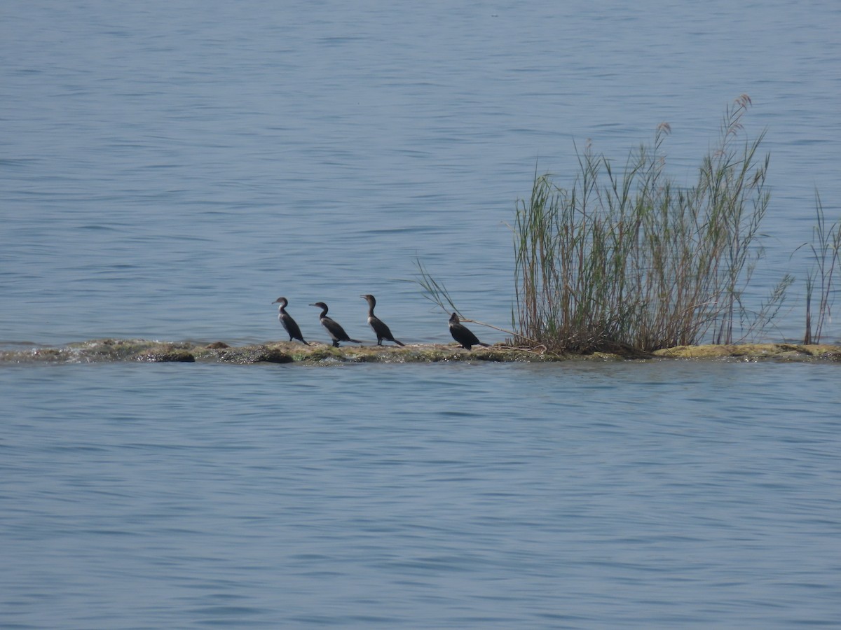 Great Cormorant - ML646530903