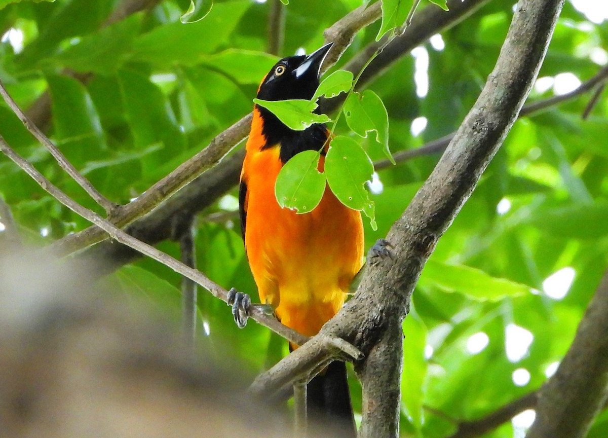 Orange-backed Troupial - ML646530905