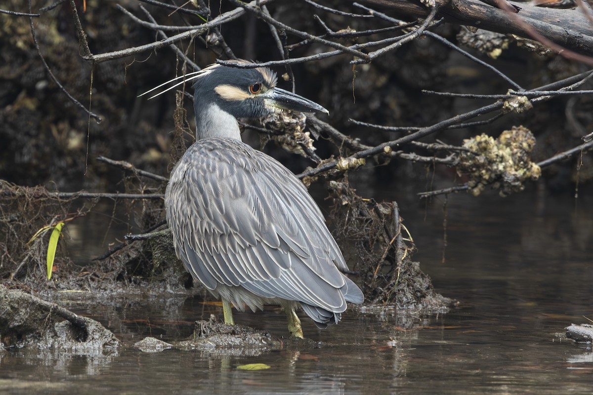 Sarı Tepeli Gece Balıkçılı - ML646530906