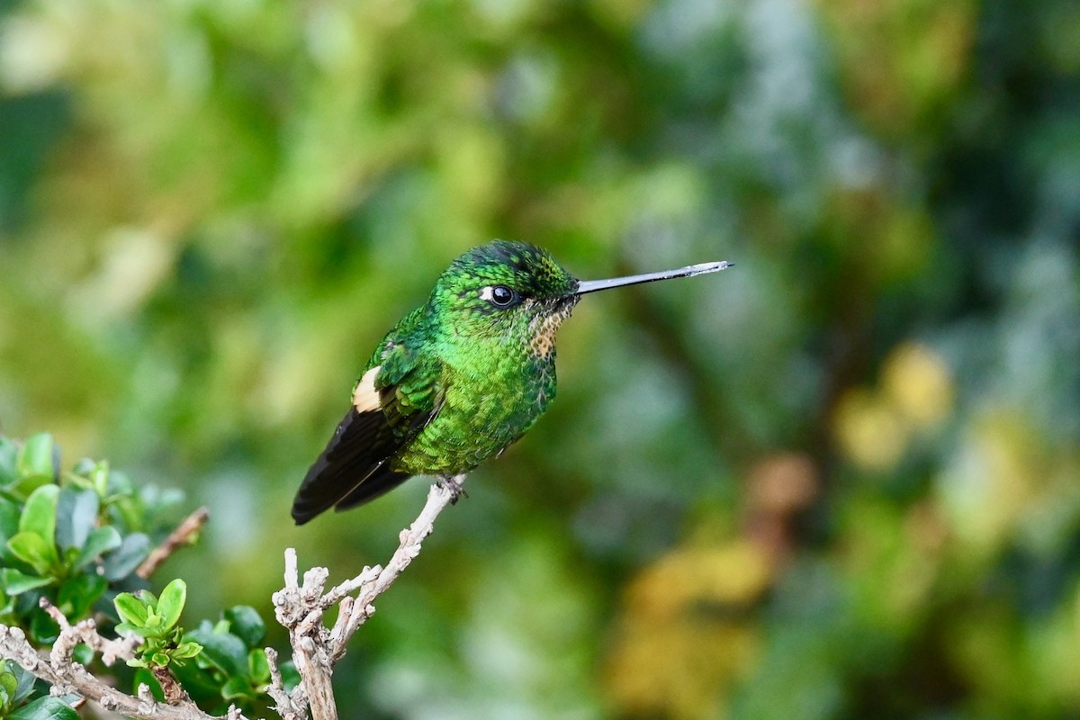 Buff-winged Starfrontlet - ML646530907